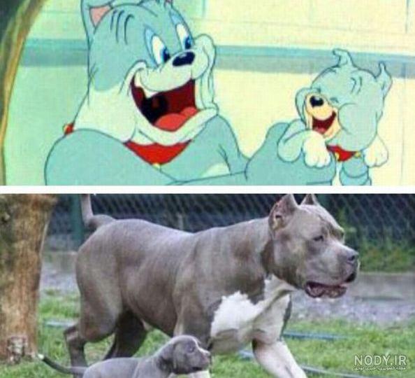 دیزاینو | همه چیز درباره تام و جری