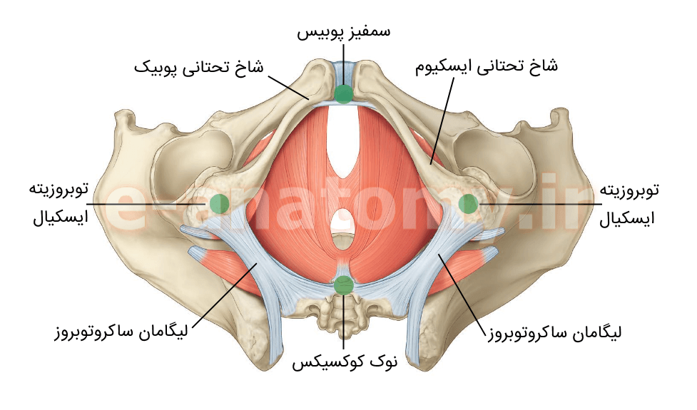 پرینورافی