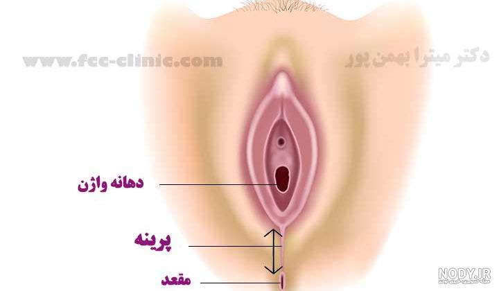 پرینورافی: جراحی ترمیم پرینه و تنگ کردن دهانه واژن+روش انجام - جراح و متخصص  زنان، زایمان و نازایی - دکتر فاطمه سمامی