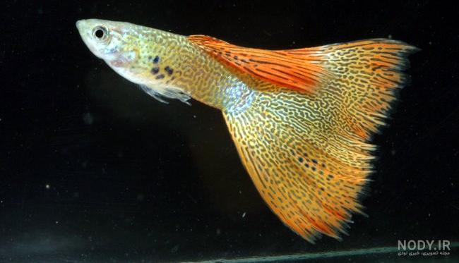 گوپی دم آتشی مسکو (moscow fire tail guppy) – استخوان نارنجی گوپی دم آتشی مسکو (moscow fire tail guppy) – استخوان نارنجی