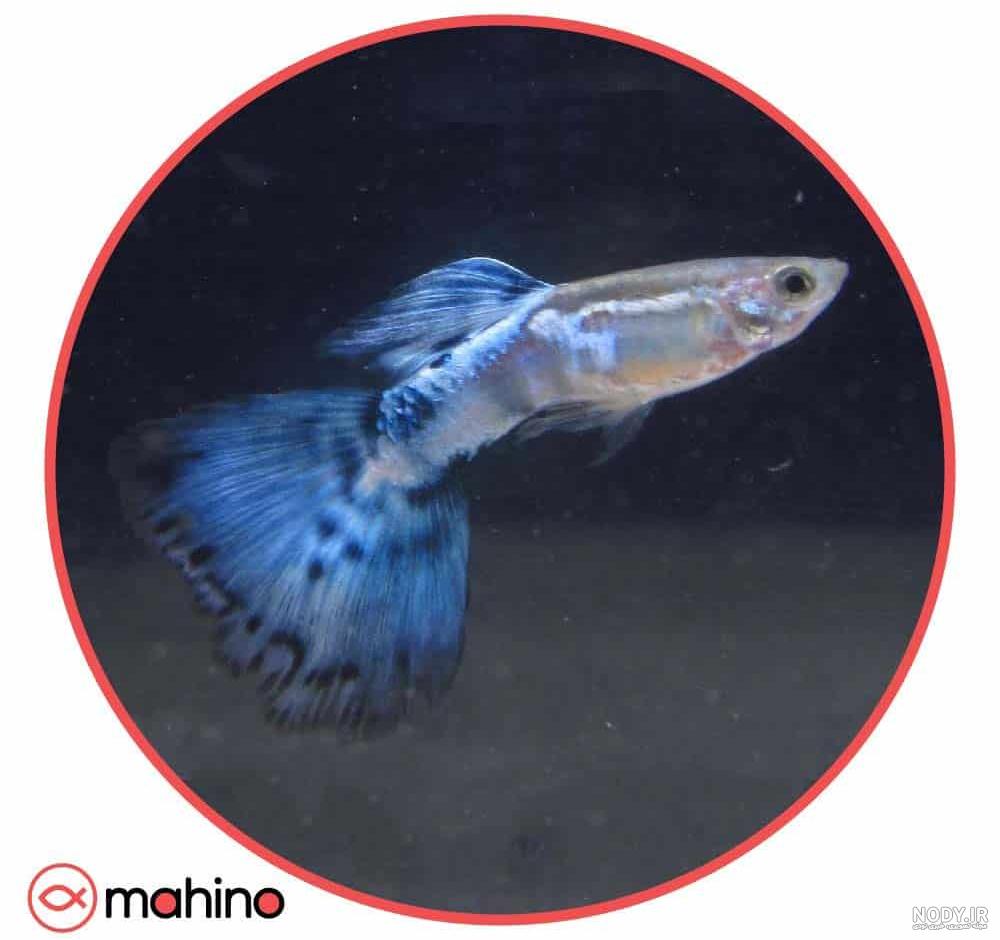 گوپی رویال‎ | ‎🇮🇷گوپی نر نژاد دامبو 🇬🇧Dumbo male guppy #guppyfish  #گوپی_دامبو #گوپی #guppyfishdumbo #fish #ماهی_زینتی‎ | Instagram