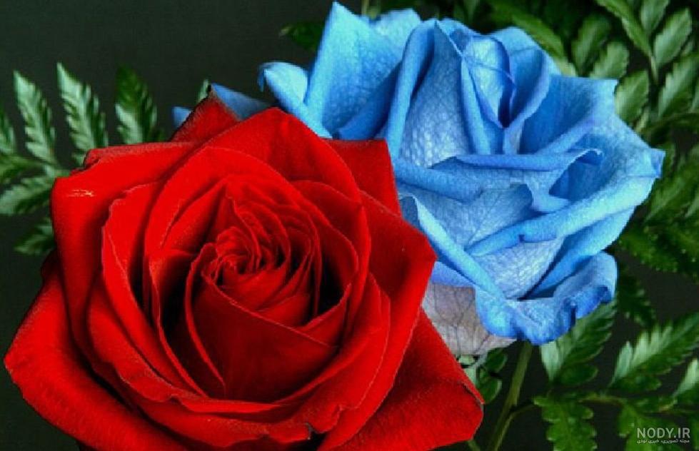 عکس نوشته گل رز آبی برای پروفایل