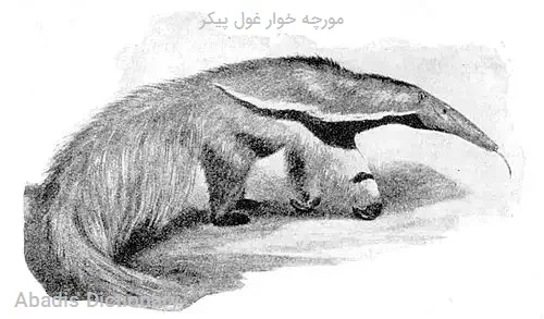 معنی مورچه خوار | لغت یاب معنی مورچه خوار | لغت یاب