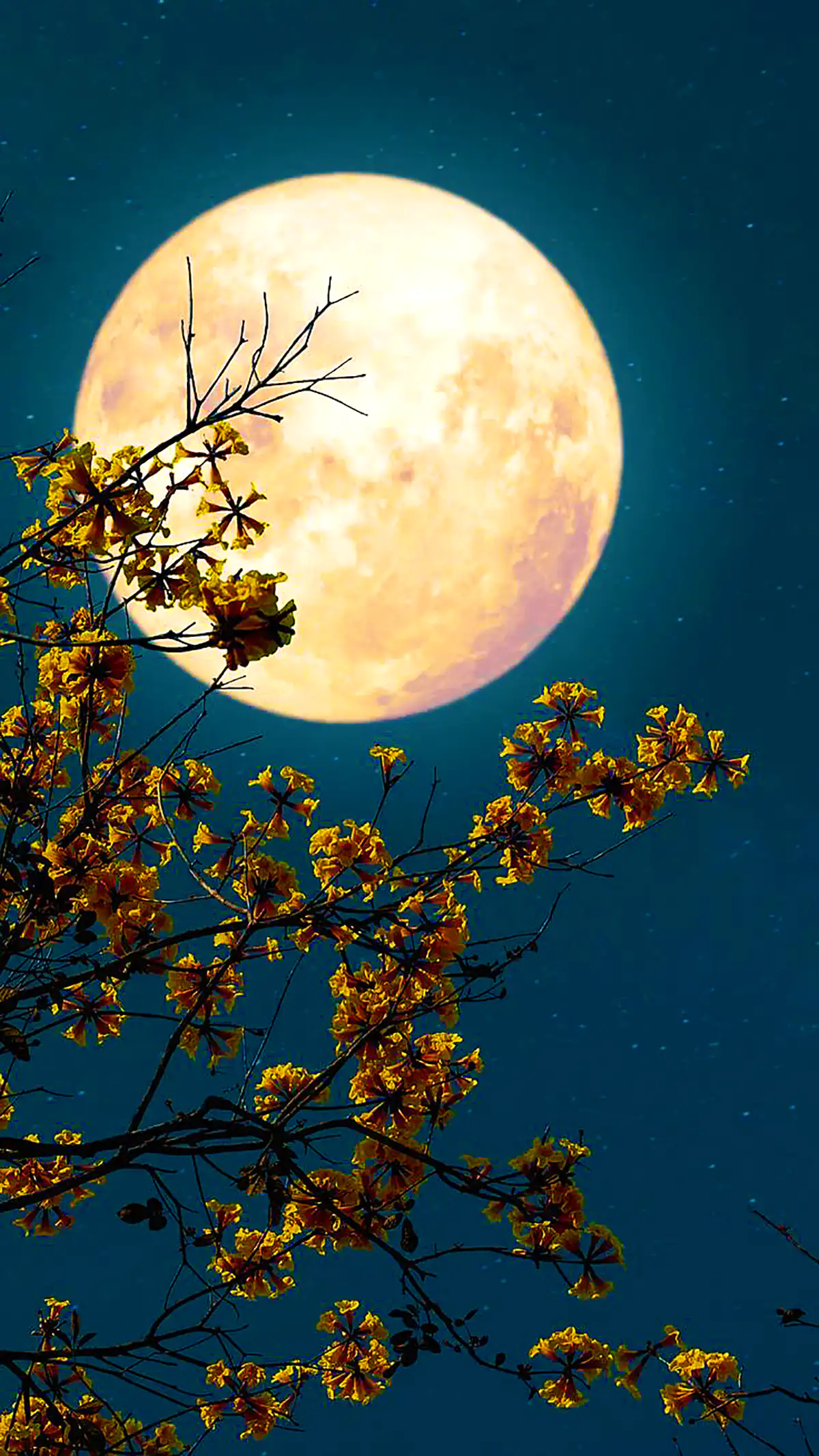 جذاب ترین گالری عکس ماه برای عاشقان شب! - ستاره