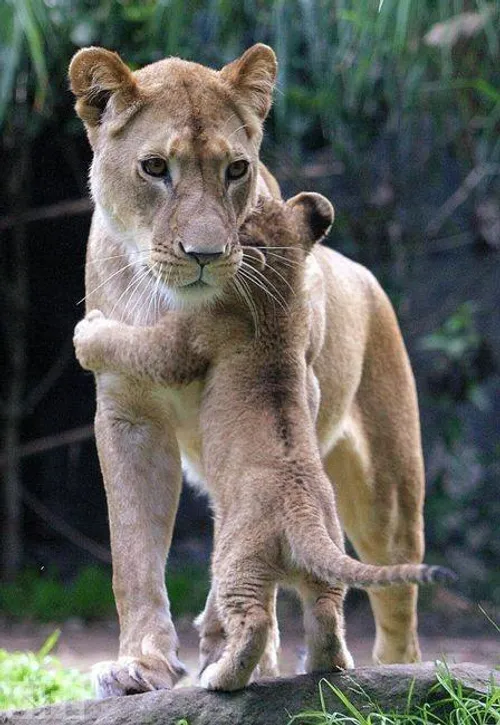 عکس شیر🦁دانلود 30 عکس شیر جنگل با کیفیت بالا