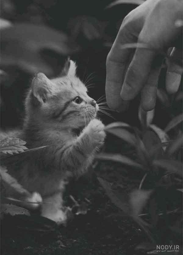ژست عکس با گربه های ملوس و بانمک