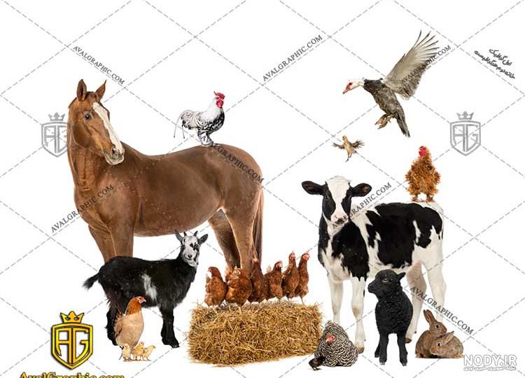 اتفاقی عجیب و خنده دار برای یک گاو در گاوداری!+ فیلم اتفاقی عجیب و خنده دار برای یک گاو در گاوداری!+ فیلم