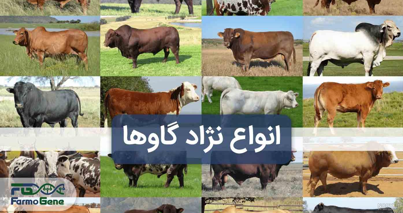 تصاویری از گران‌ترین گاو جهان با یک قیمت نجومی