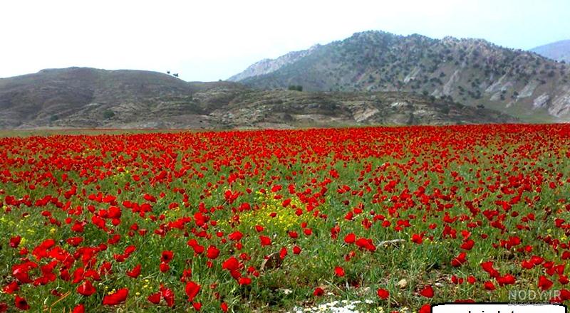 دریاچه دوقلو سیاه گاو؛ زیباترین دریاچه ایلام - همیارتریپ