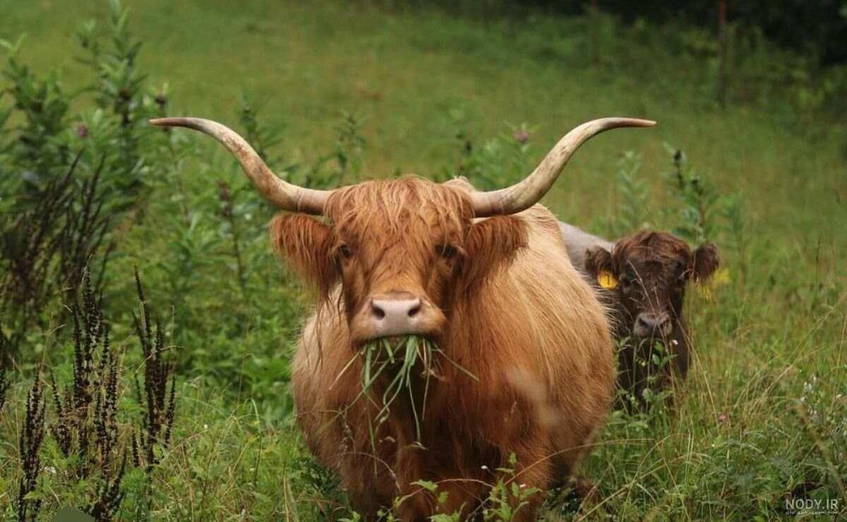 عجیب ترین عکس از یک گاو غول پیکر بین گاوهای کوچک! + جزییات عجیب ترین عکس از یک گاو غول پیکر بین گاوهای کوچک! + جزییات