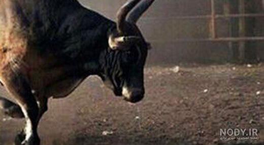 عکس گاو وحشی بزرگ - عکس نودی عکس گاو وحشی بزرگ - عکس نودی
