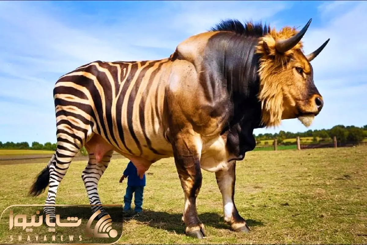 عکس گاو و گوسفند - عکس نودی