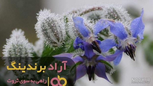 عکس گیاه گل گاو زبان کوهی
