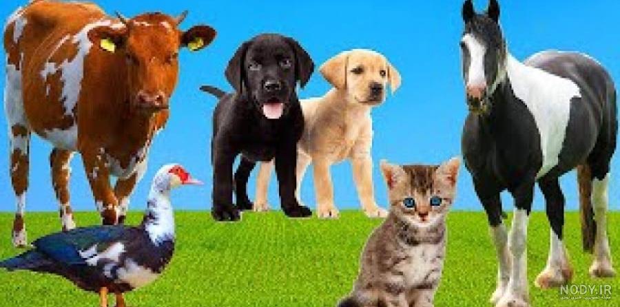 مجموعه حیوانات مزرعه با گاو گاو نر اسب مرغ مرغ خروس خوک بز گوسفند اردک بوقلمون خرگوش الاغ و غاز 1383150 مجموعه حیوانات مزرعه با گاو گاو نر اسب مرغ مرغ خروس خوک بز گوسفند اردک بوقلمون خرگوش الاغ و غاز 1383150