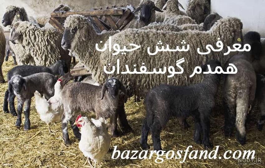 وکتور حیوانات مزرعه-گاو -گوسفند-اسب -الاغ-مرغ و خروس-اردک-بوقلمون-گربه  -سگ-فایل کورل