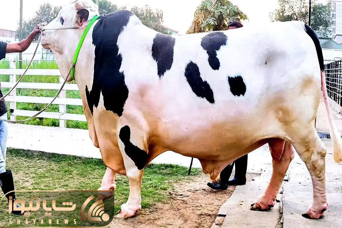 گاوهای خوشگل؛ زیباترین گاو دنیا که با اندام خال خالی حسابی دلبری میکنه تو  دشت و دمن