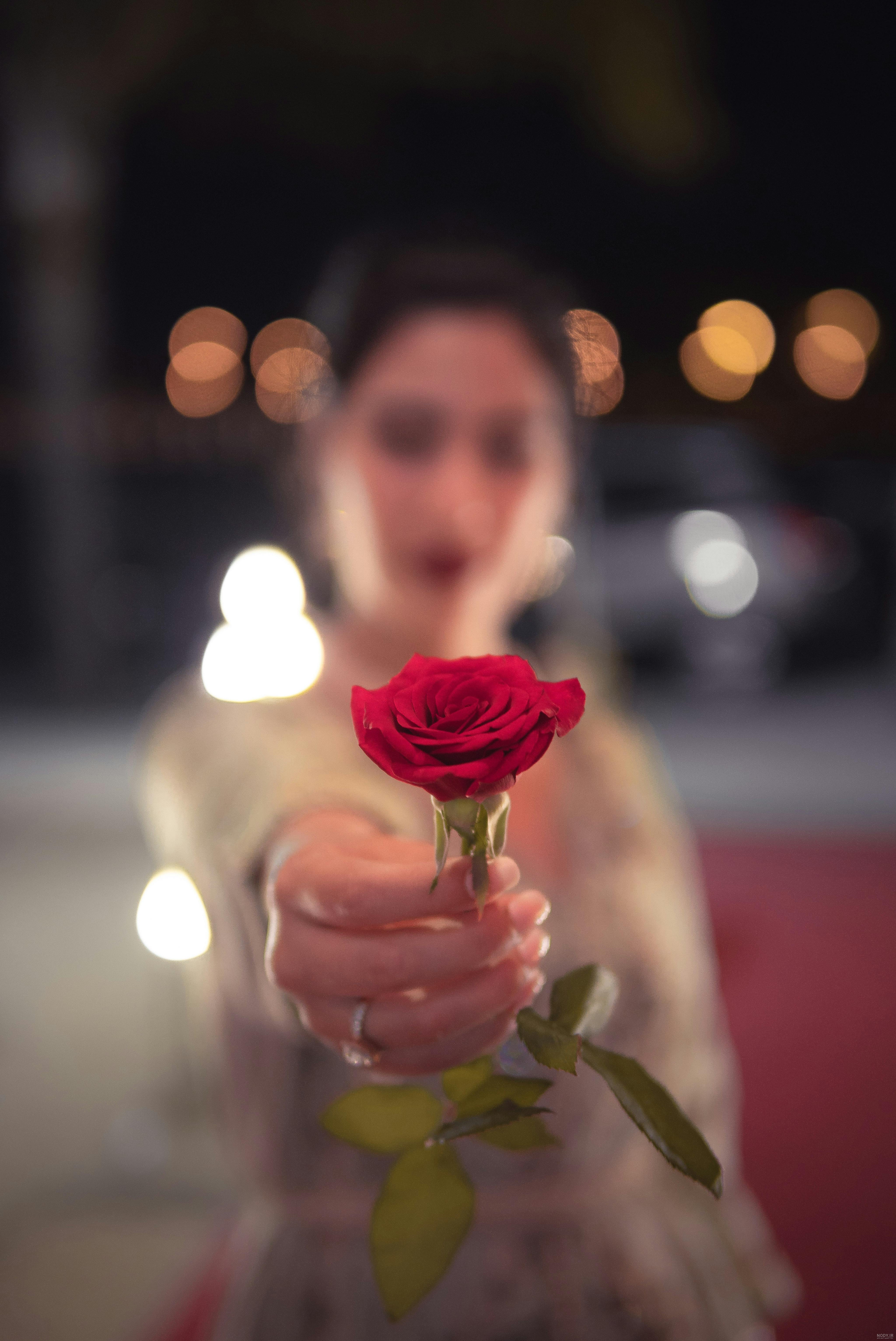 تصویر پروفایل دخترانه با گل رز قرمز و سفید، گل های زیبا و عکس پروفایل دخترونه با گل رز در سال ۱۴۰۴