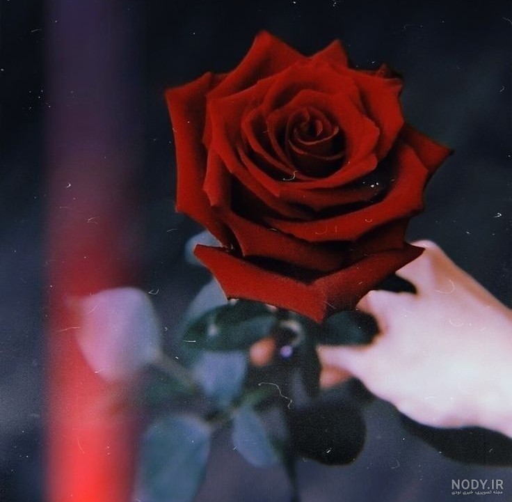 عکس پروفایل دخترونه با گل رز قرمز، سفید و گل های زیبا برای سال 1404 و 2025 میلادی