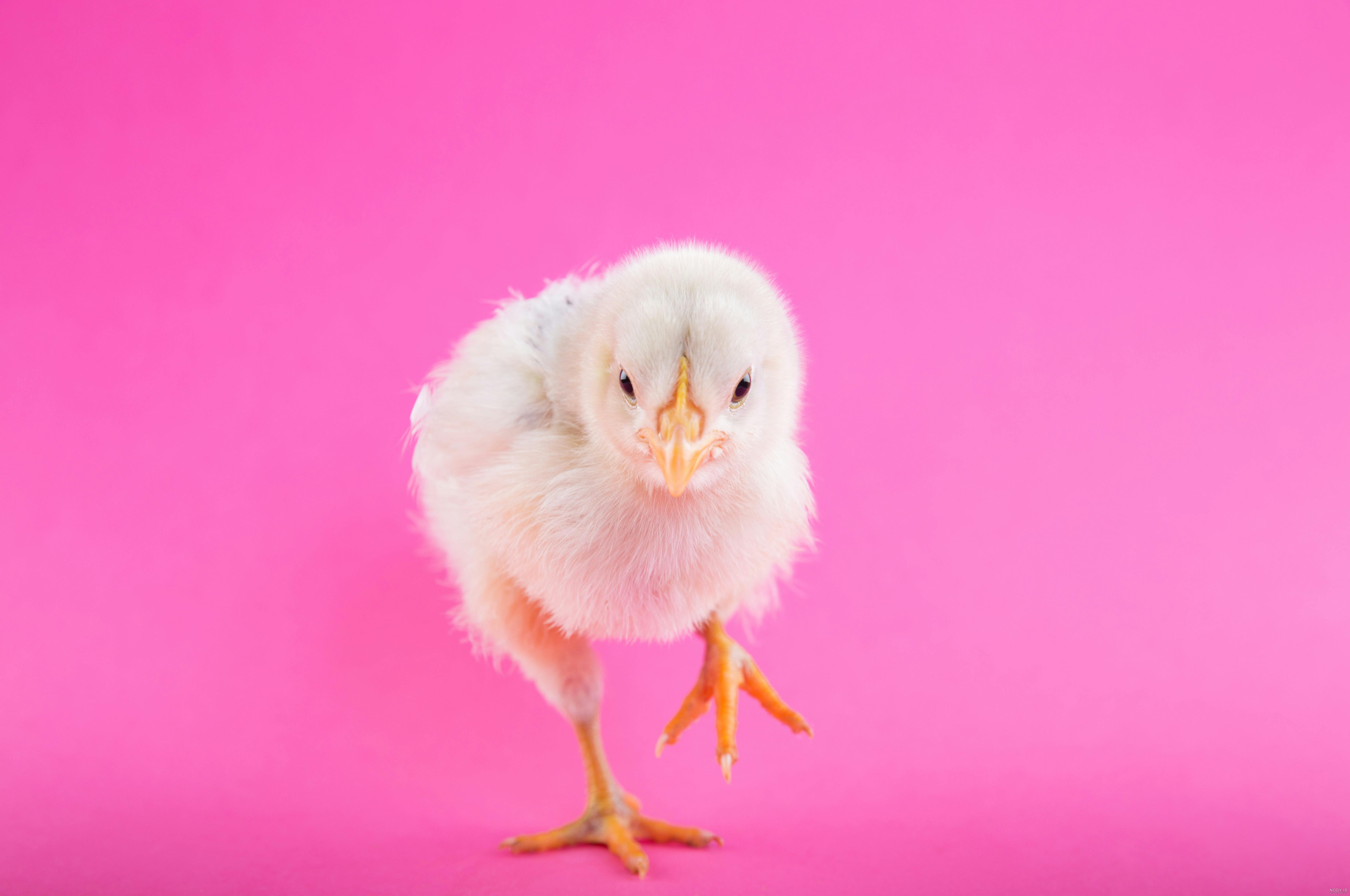 تصاویر پس زمینه جوجه های کیوت، کارتونی، رنگی و فانتزی برای گوشی و کامپیوتر در سال 2025